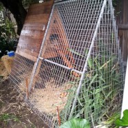 New chicken coop design!