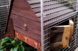 Chicken house and chicken yard – Hawthorn