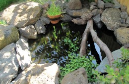 A Permaculture Garden – Brunswick East