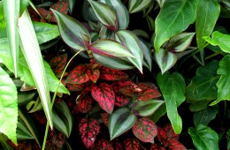Vertical gardens