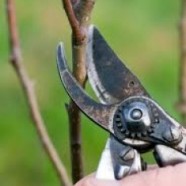 Winter… its time to prune