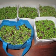 Olives