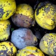 The neglected urban orchard