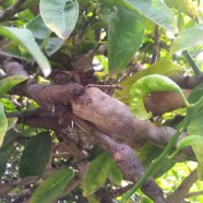 Evil gall wasp!