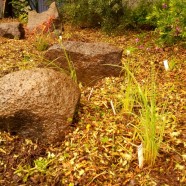 Native garden – West Brunswick
