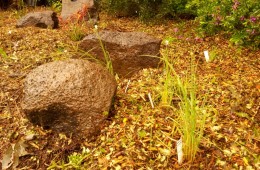 Native garden – West Brunswick