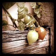First ripe tomatoes?