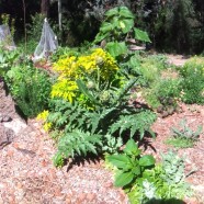 Orchard and food forest – Eltham