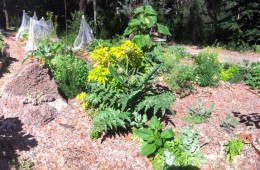 Orchard and food forest – Eltham