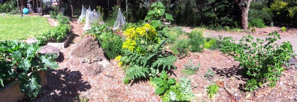 Orchard and food forest – Eltham