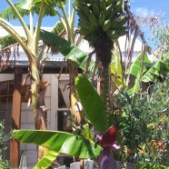 Bananas in Melbourne!??