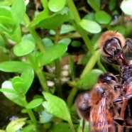 Urban ponds and bees