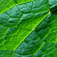 Focus on: Comfrey