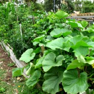 Top class gardening at Cultivating Community