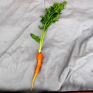 Focus on: Carrots