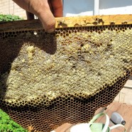Fortnightly harvest from our top bar hive