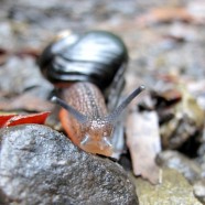 Focus on: Snails