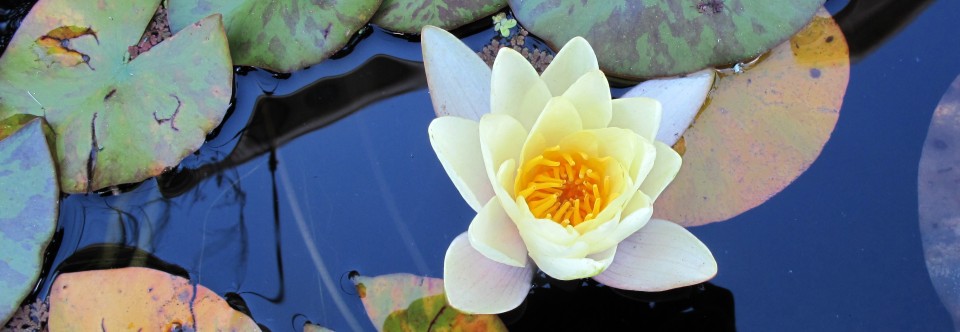 Rain fed ponds