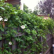 Passion fruit vine and backyard poultry