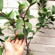 Focus on: Cherry guavas