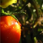 Libertas Food Gardens - Food gardens tomato Libertas Food Gardens - Food gardens tomato