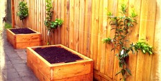 Garden and Permaculture Consultations