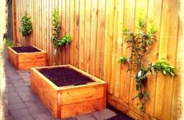 Espalier citrus fence & garden beds – Elsternwick